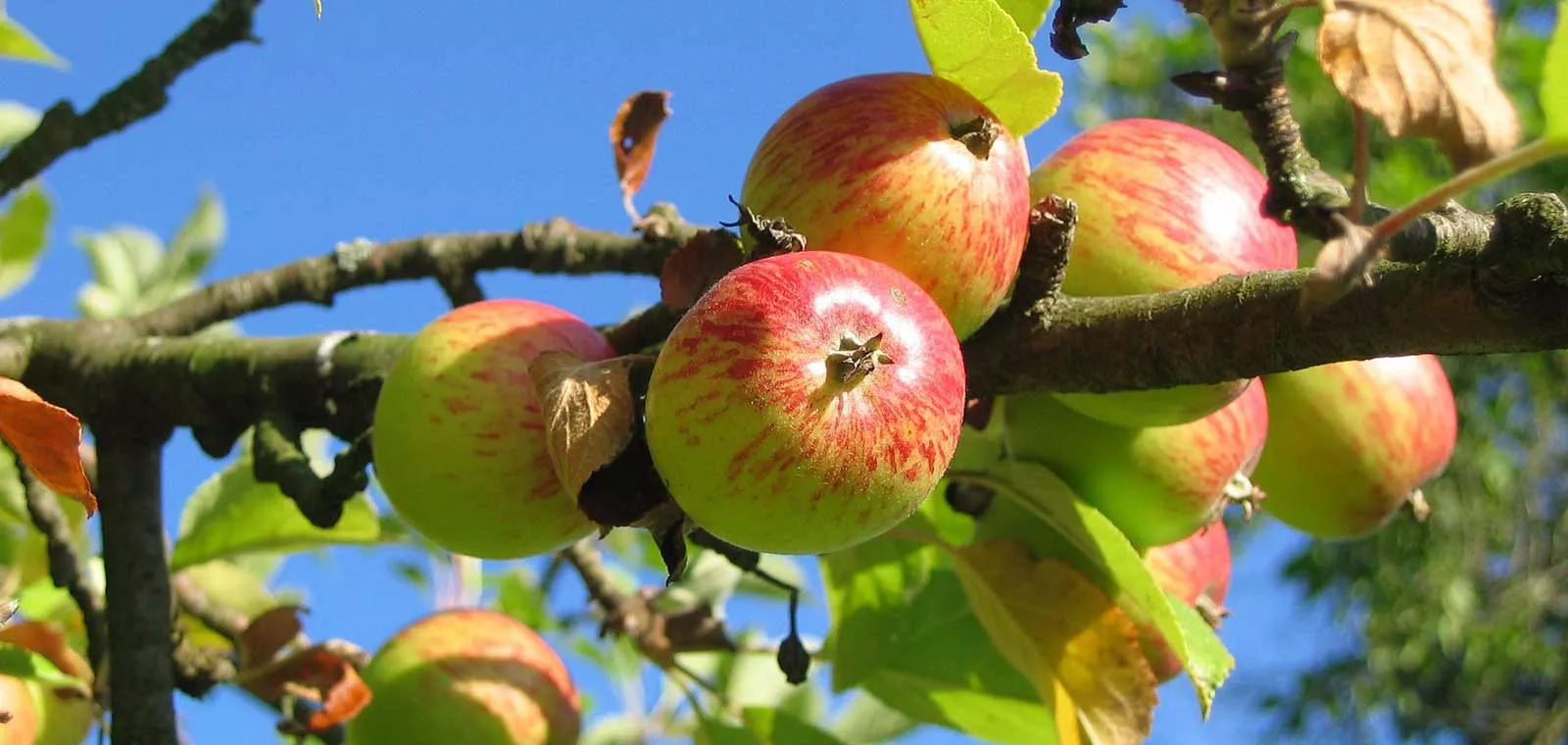Apfelbaum Apfelbaum