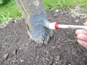 Baumpflege Baumpflege