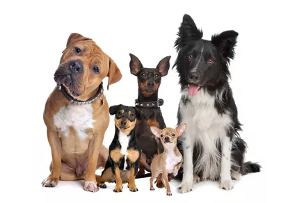 Hunde Hunde