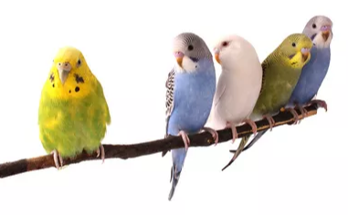 Vögel Vögel