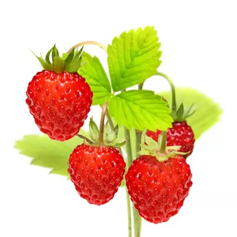Erdbeeren Erdbeeren