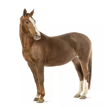 Pferd Pferd