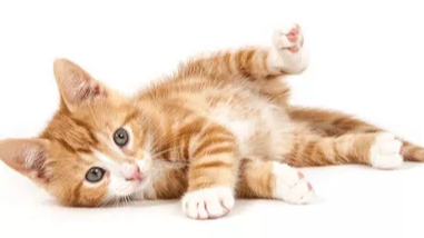 Katze Katze
