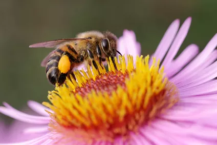 Biene auf Blüte Biene auf Blüte