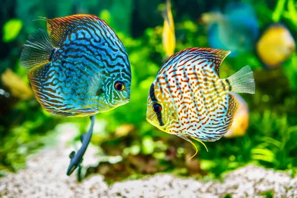 Aquarium Aquarium