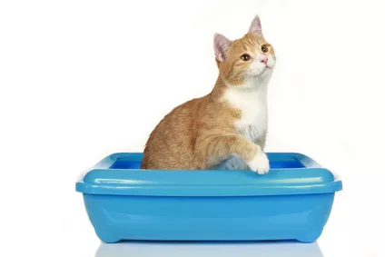 Katze in einer Schüssel Katze in einer Schüssel