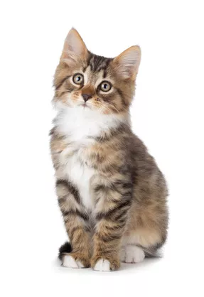 Katze Katze