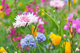 Blumenwiese Blumenwiese