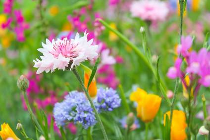 fotolia-64757946-xs.56.6349129c5d350