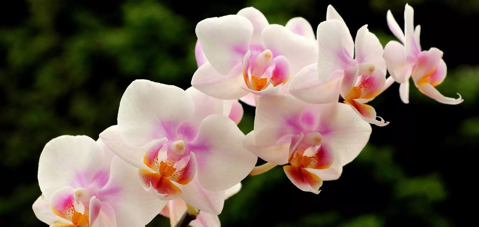Orchideen Orchideen